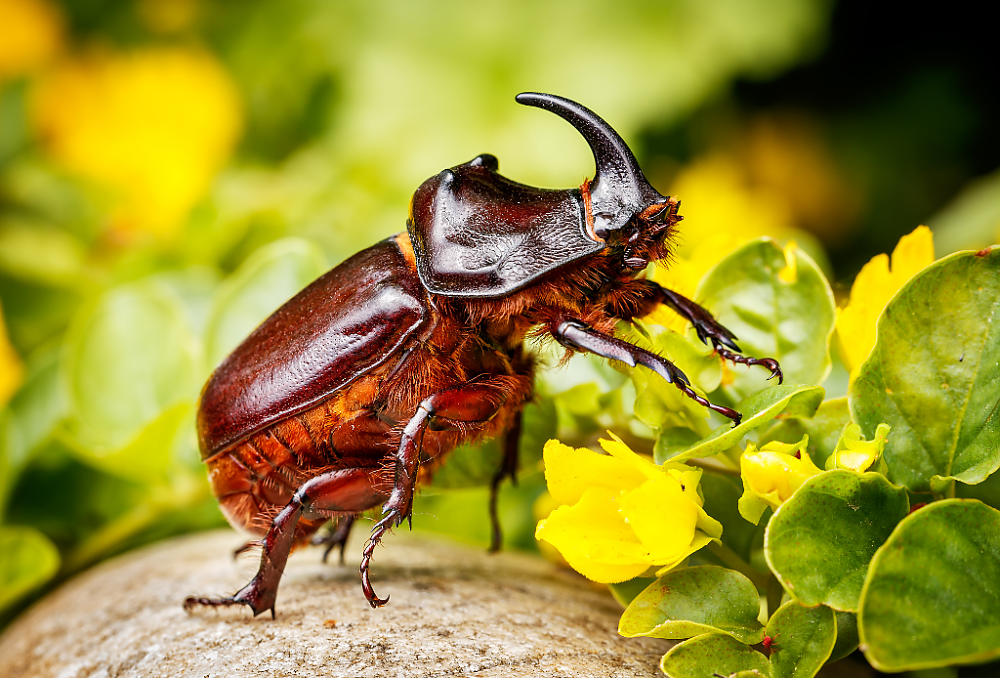 Little Five: Rhino Beetle