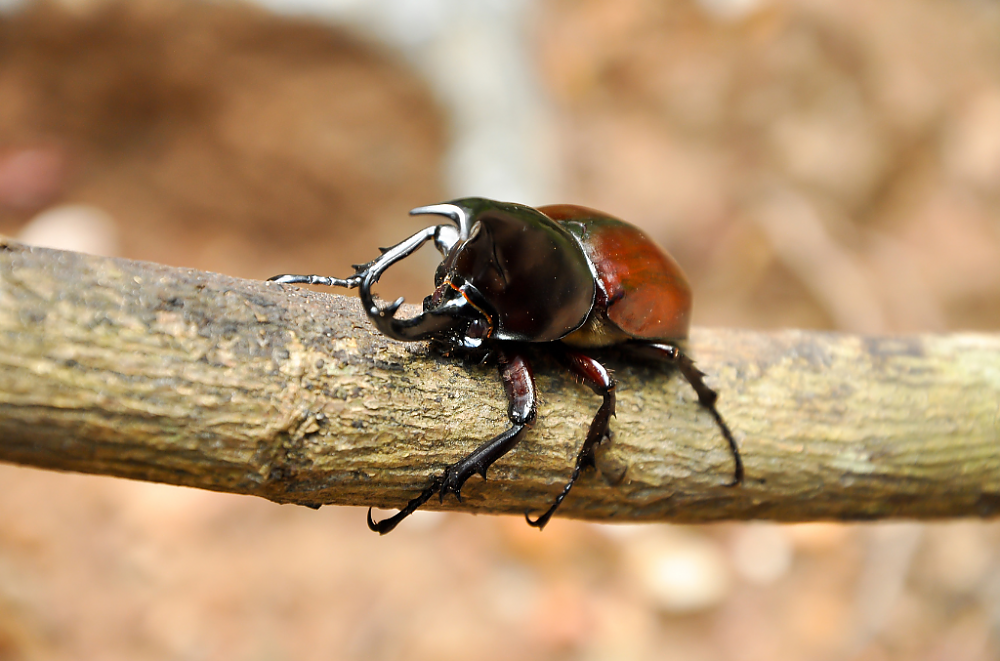 Little Five: Rhino Beetle