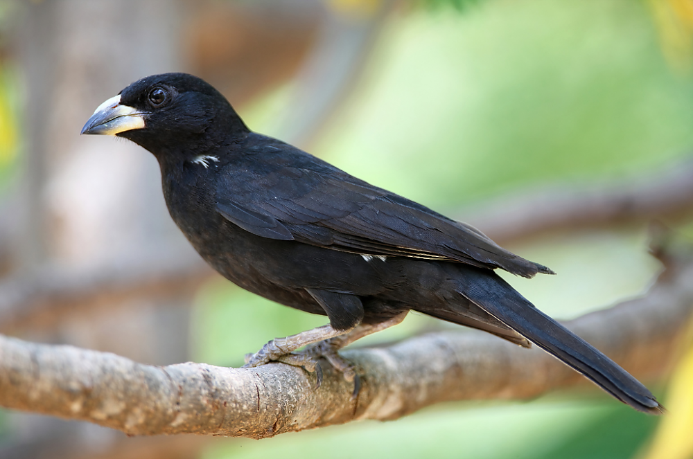 Little Five: Buffalo Weaver