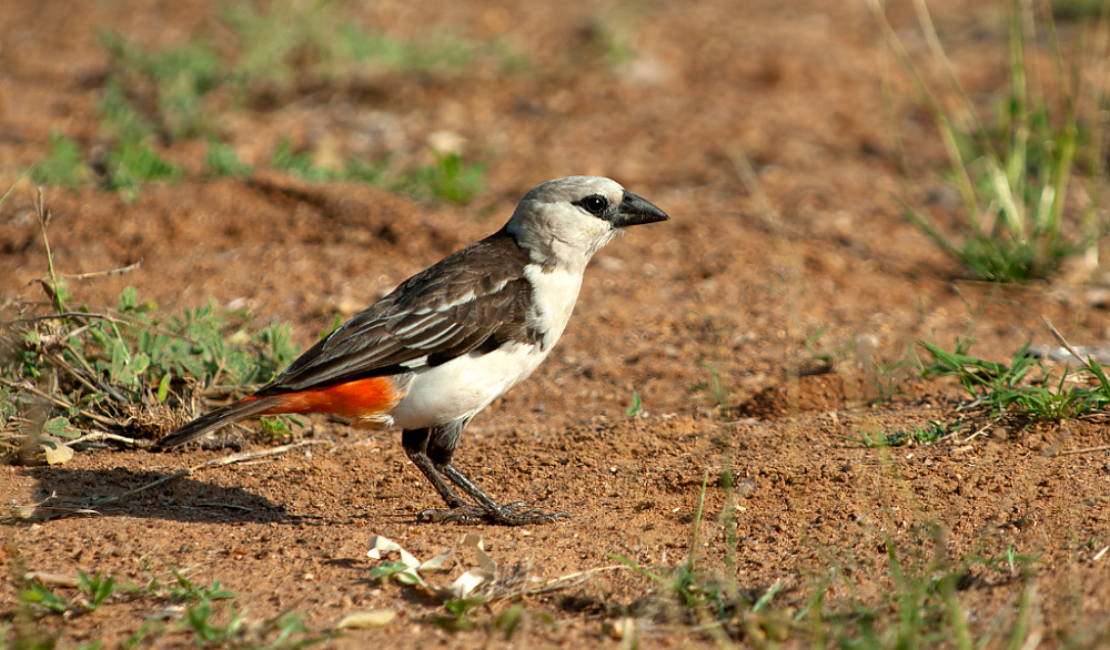 Little Five: Buffalo Weaver