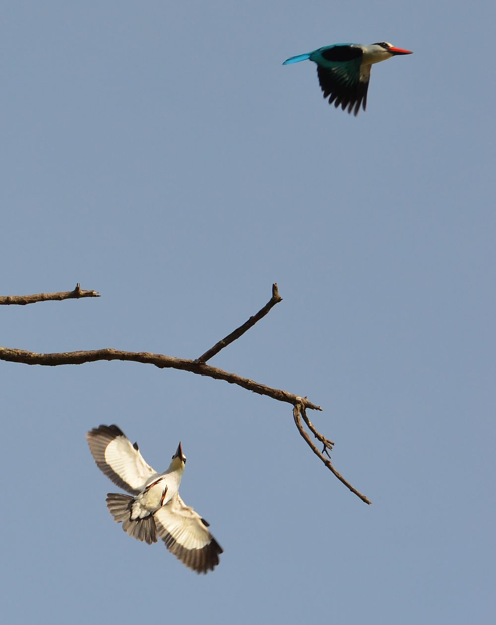 Luangwa Dec 20-49