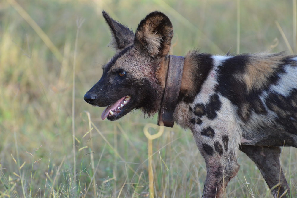 African Wild Dog