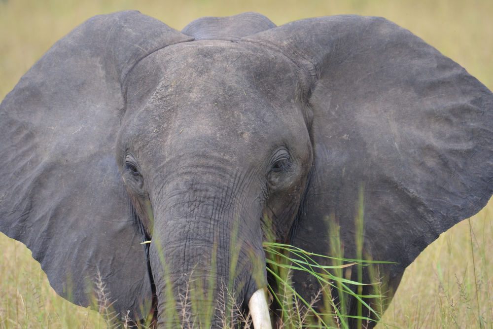 African Elephant