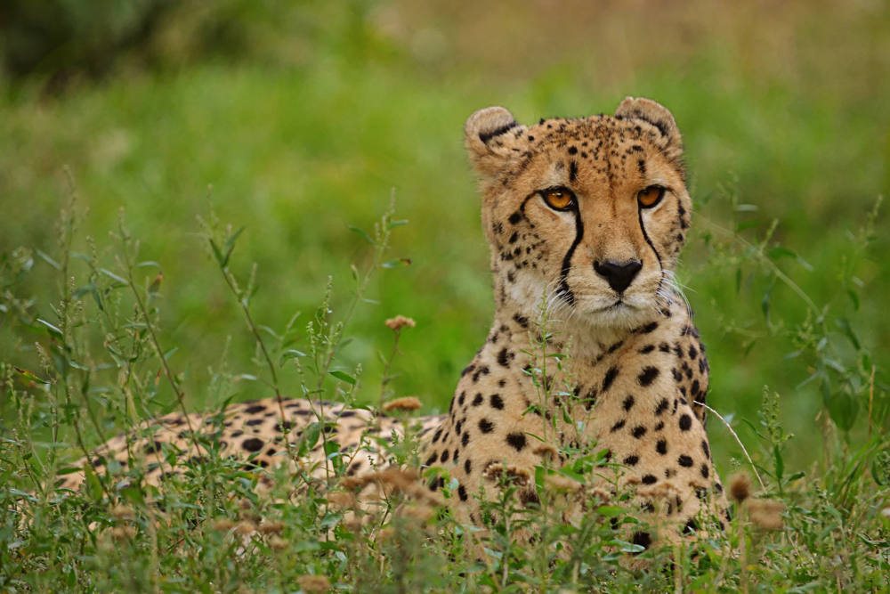 Cheetah