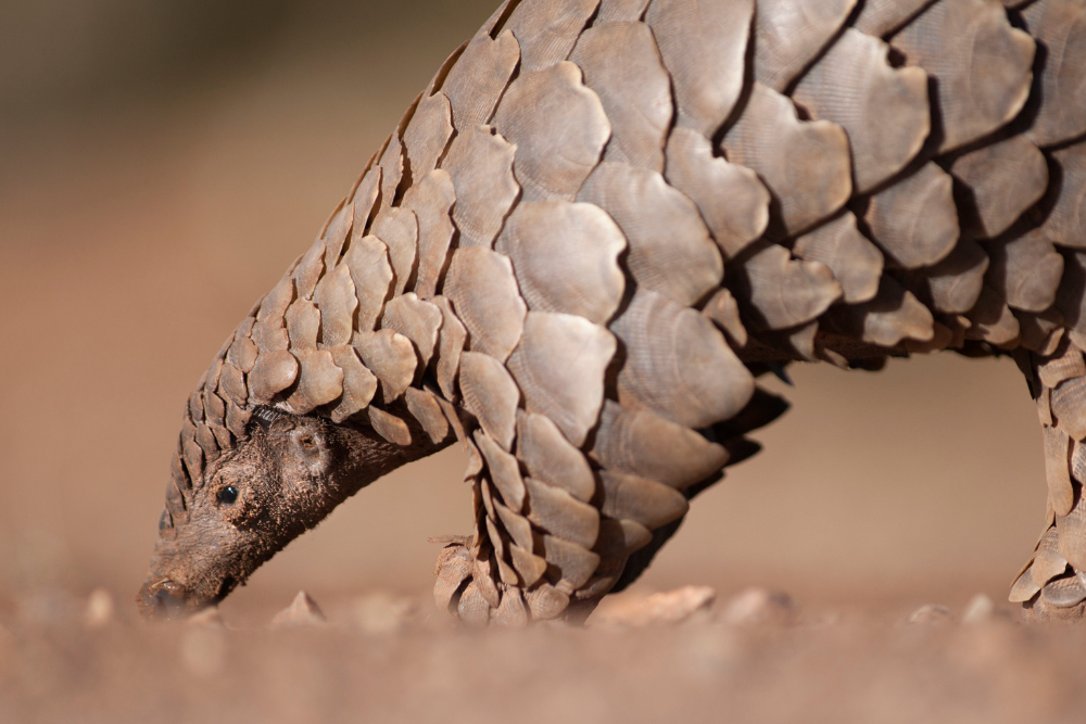 Pangolin