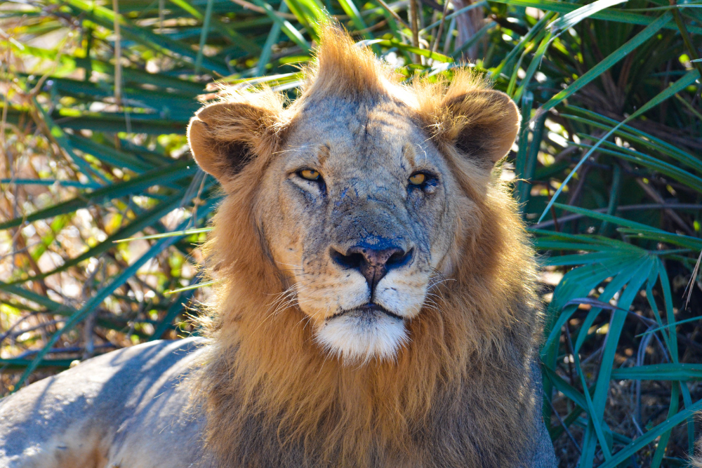African Lion