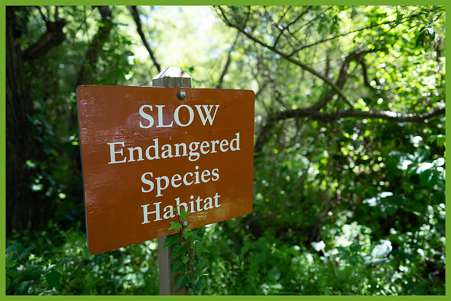 Endangered Species in Zambia
