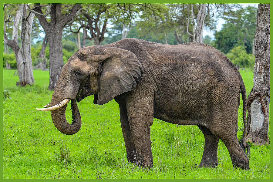 African Elephant