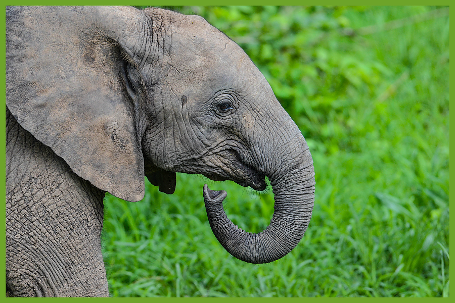 African Elephant