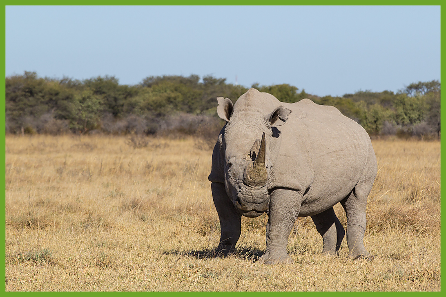 White Rhino