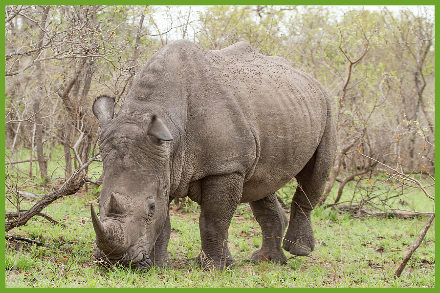 White Rhino