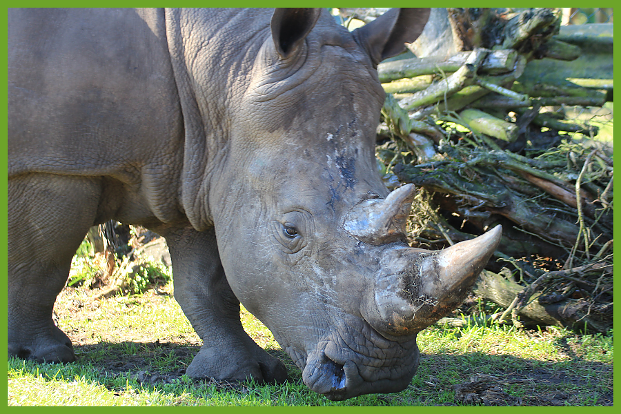 White Rhino