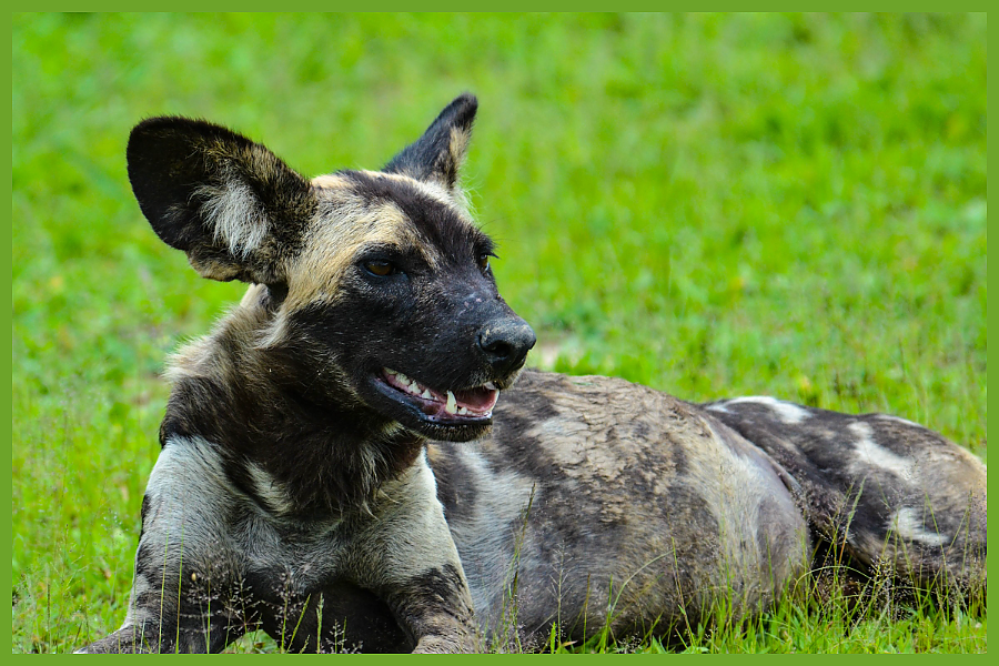 African Wild Dog