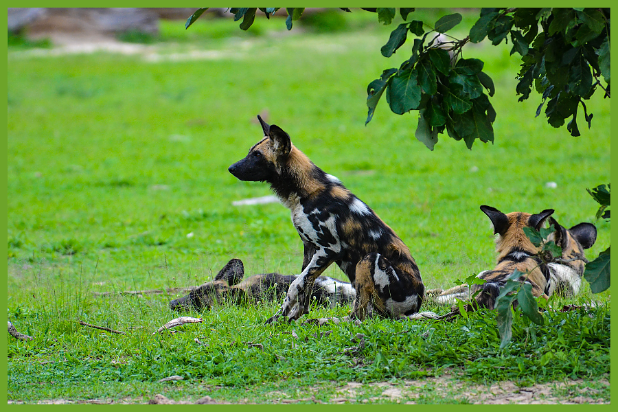 African Wild Dog