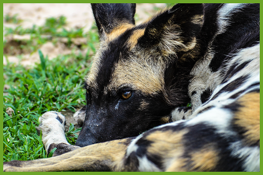 African Wild Dog