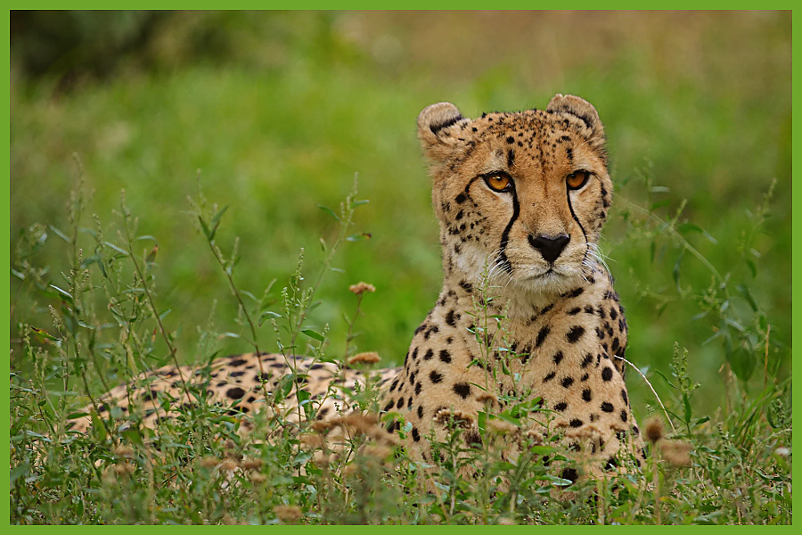 Cheetah