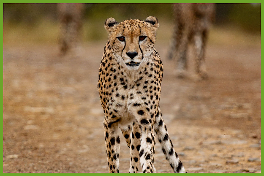 Cheetah
