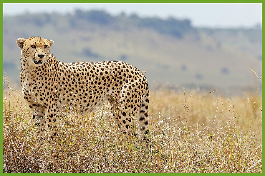 Cheetah