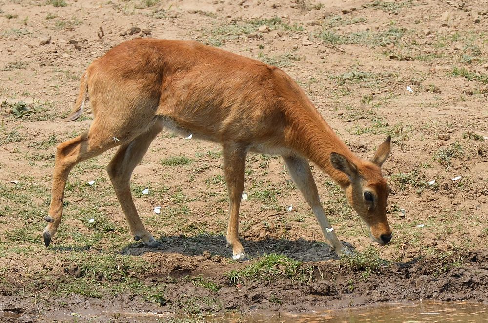 Luangwa DMC-32