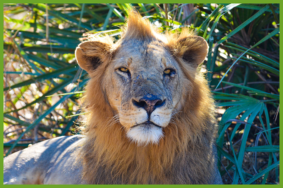 African Lion