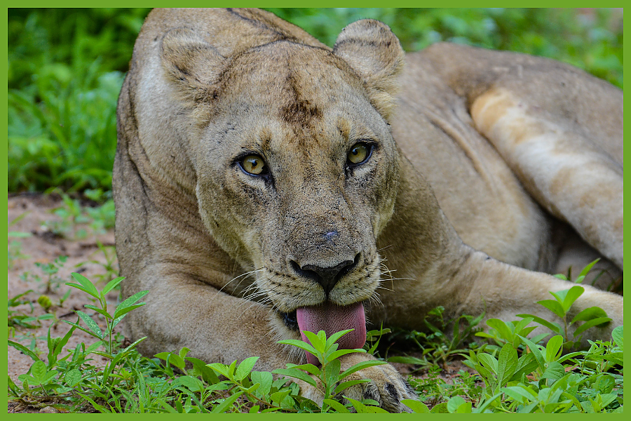 African Lion