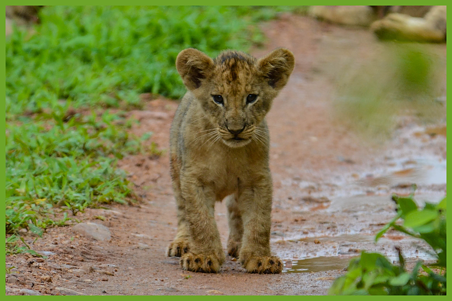 African Lion