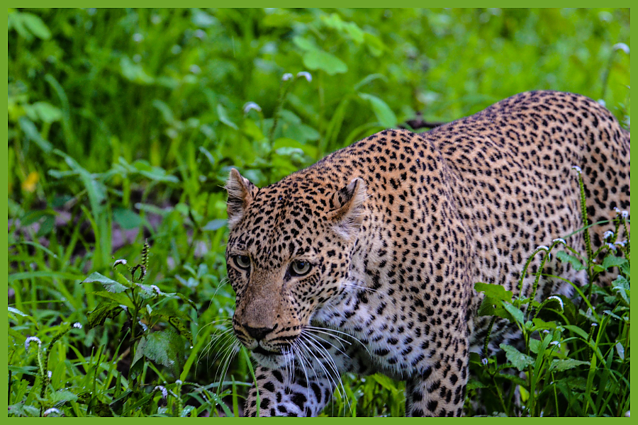 Leopard