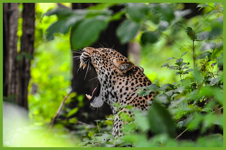Leopard