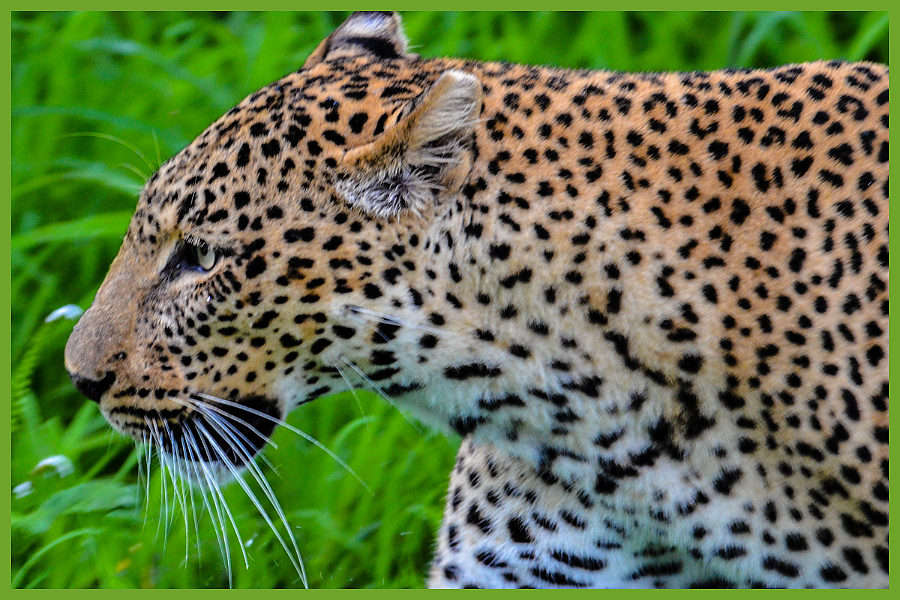 Leopard