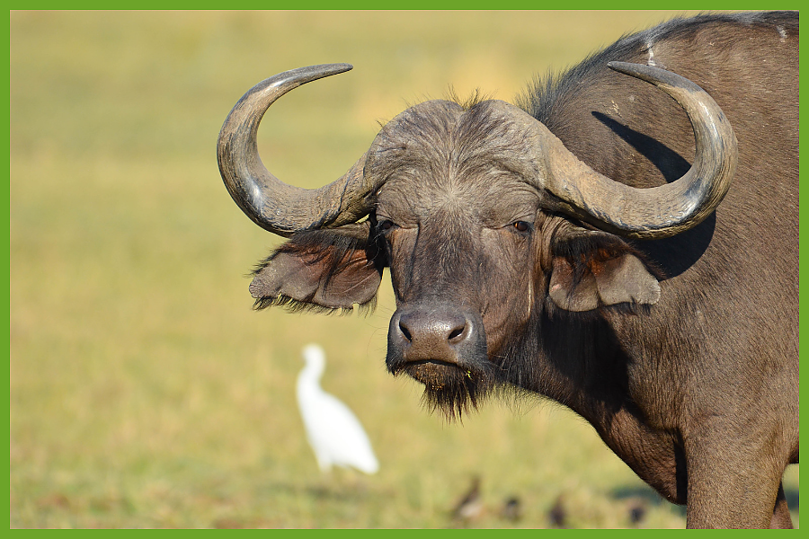 African Buffalo