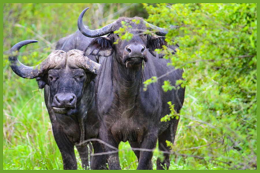 African Buffalo