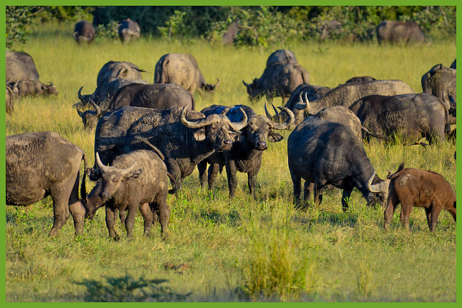 African Buffalo