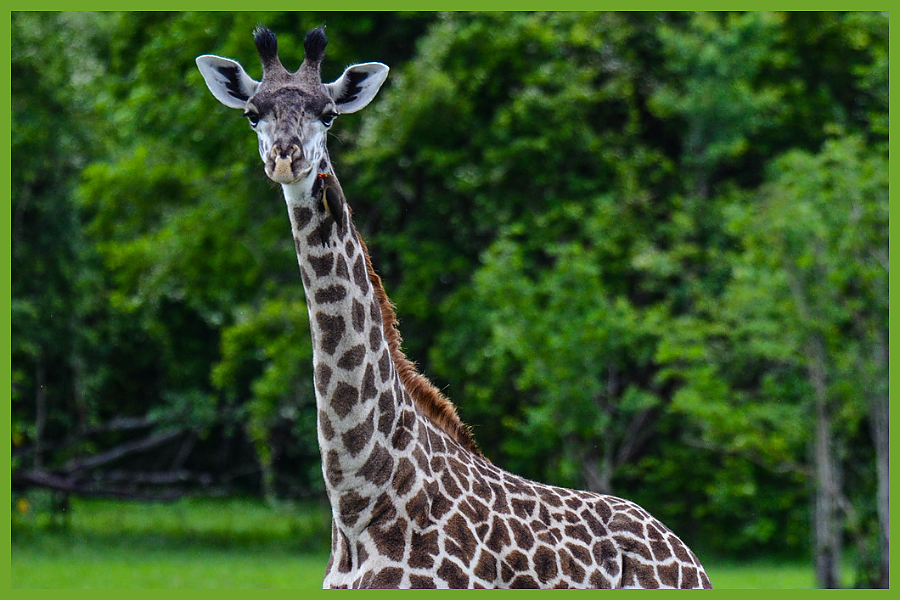 Giraffe
