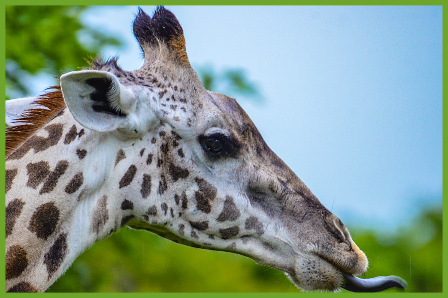 Giraffe