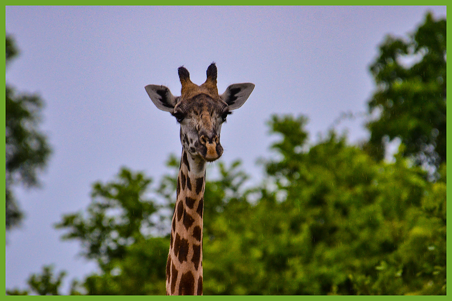 Giraffe