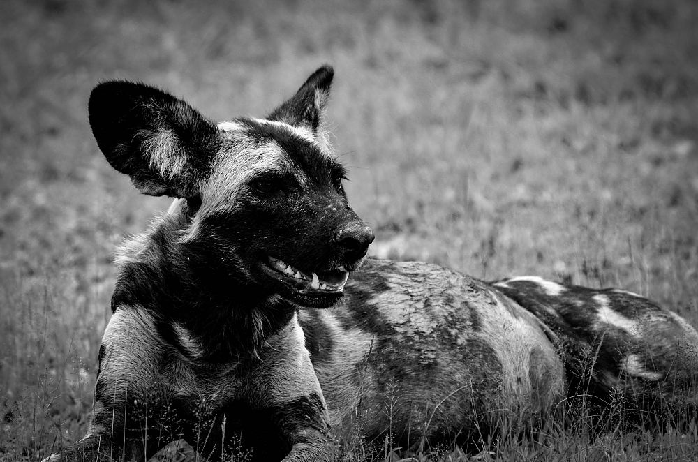 Wild Dog Zambia