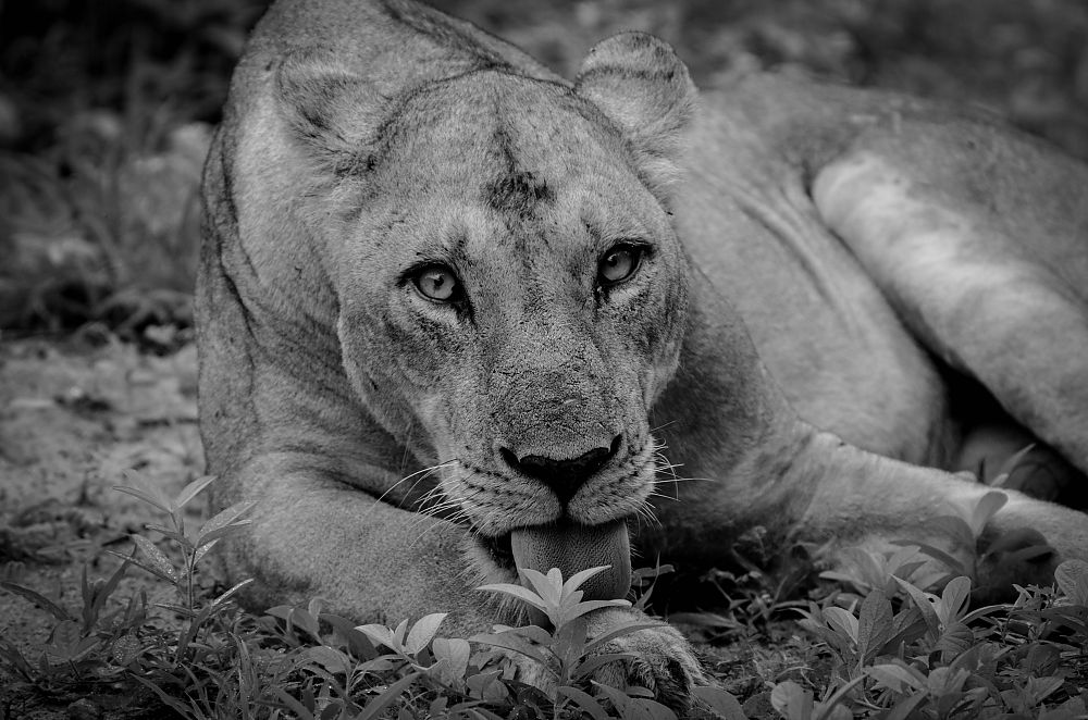 Lion Zambia