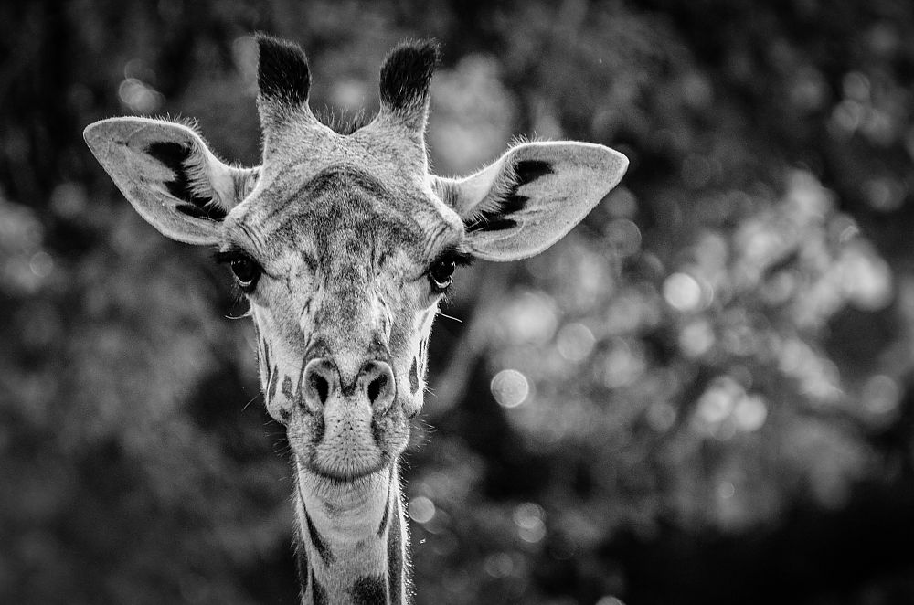 Giraffe Zambia