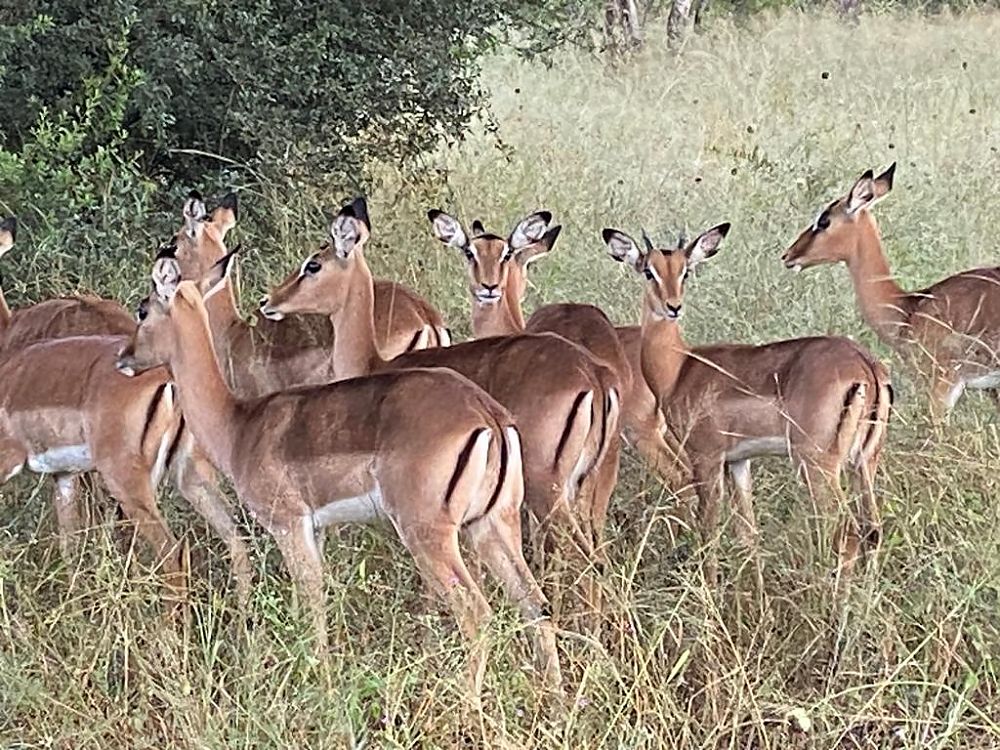 Wildlife