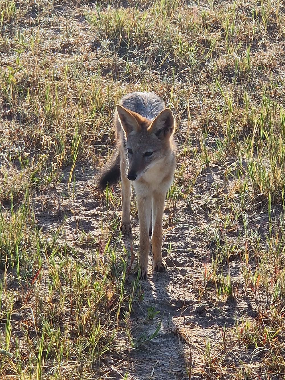 Wildlife