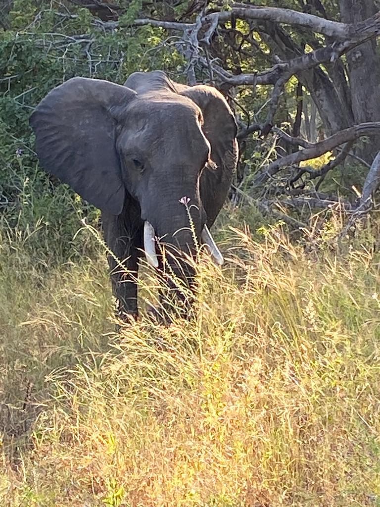 Wildlife
