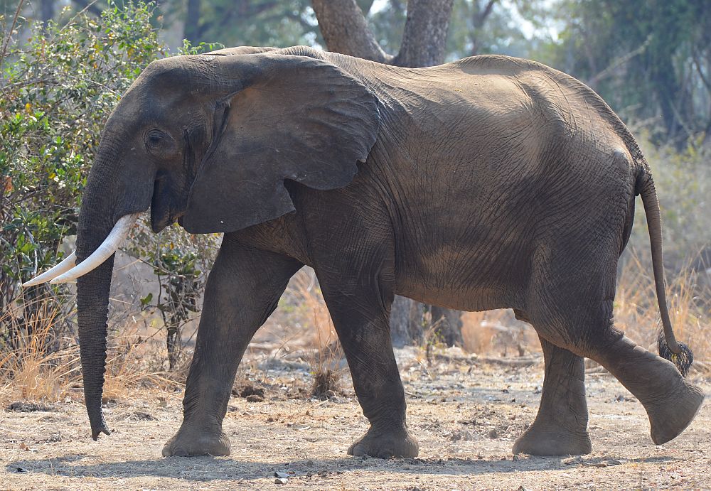 Luangwa DMC-49