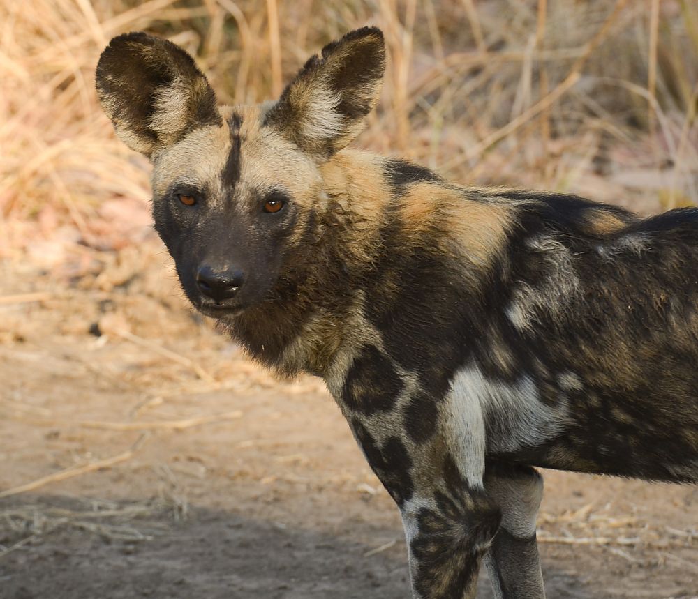 Painted Dog eye glint