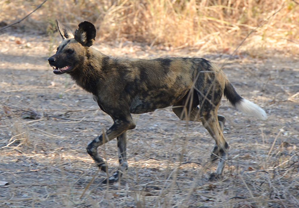 Painted Dog on the move