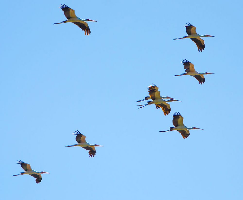 Lower Zambezi Birds