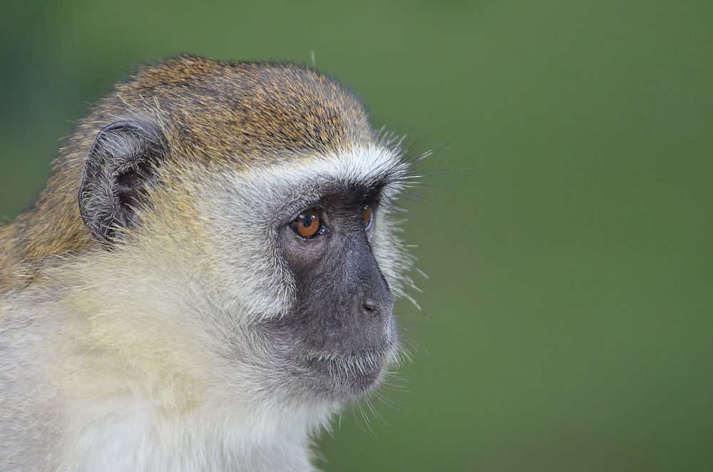 Victoria Falls Monkey