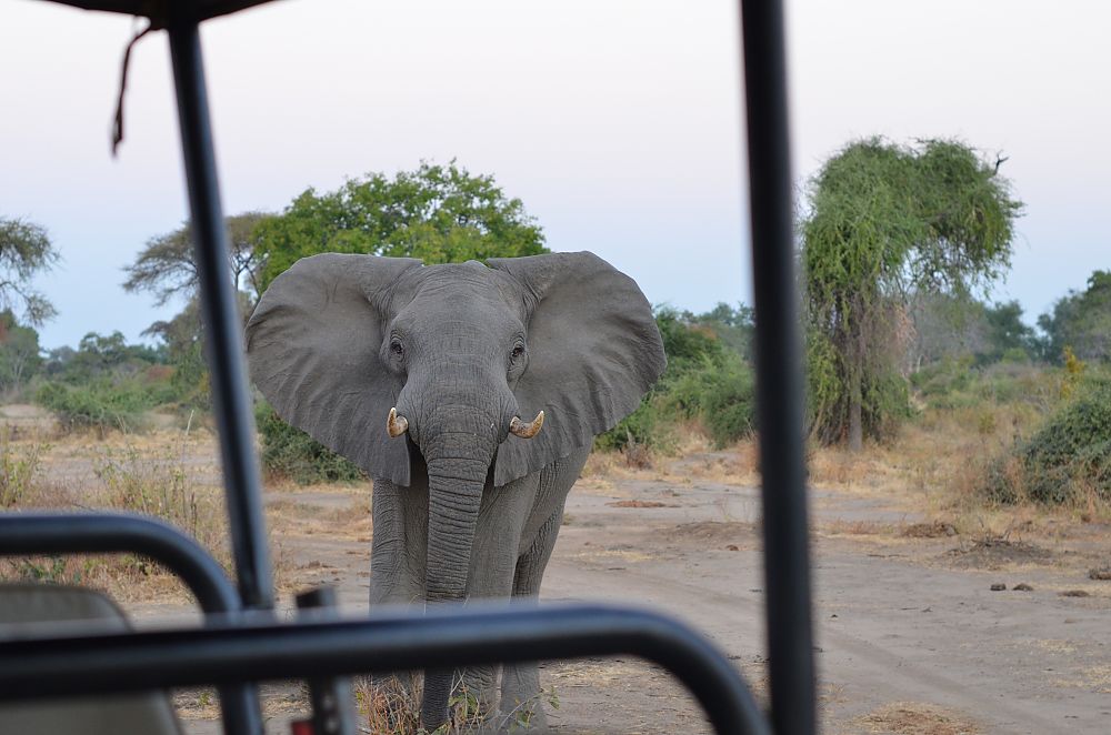 Kafue National Park Elephant