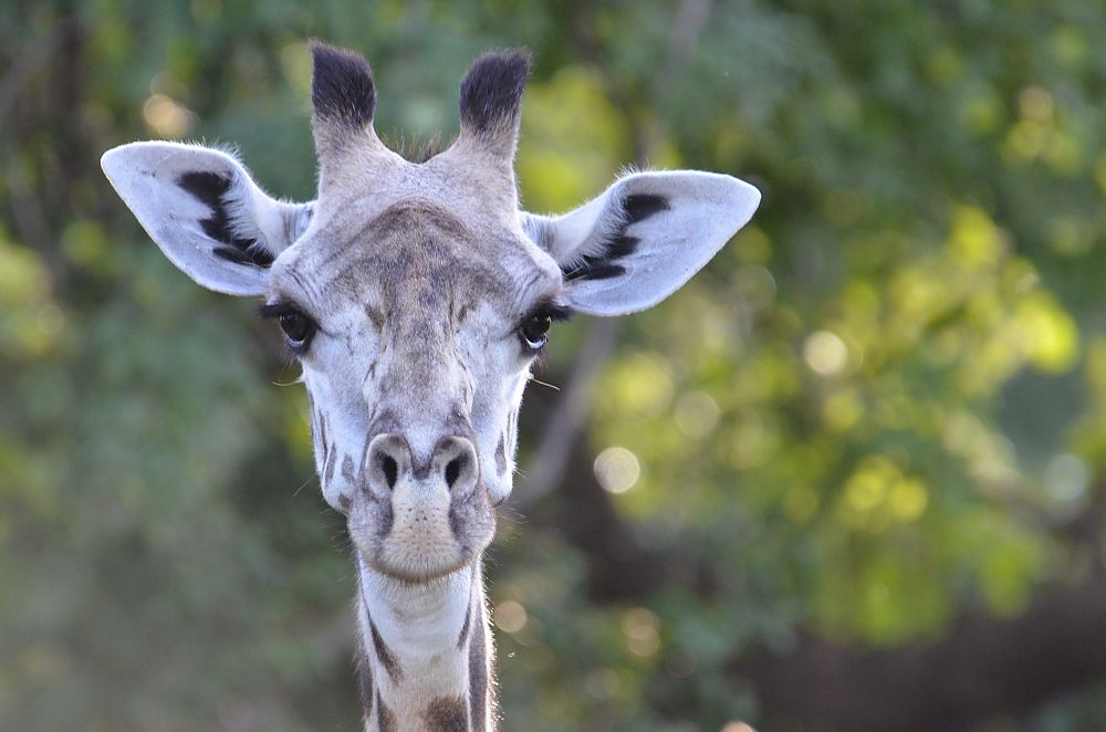 Kafue National Park Giraffe