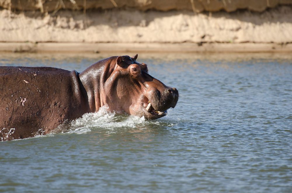 Lower Zambezi Hippo