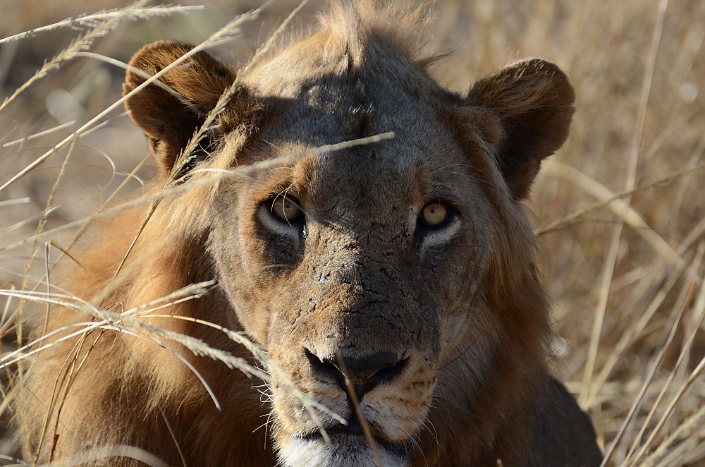 Lower Zambezi National Park Lion